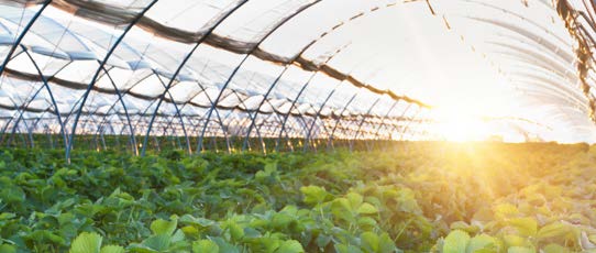 Agriculture